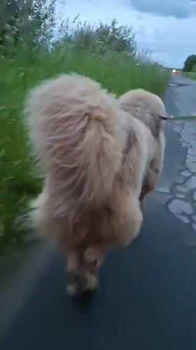 Fluffy tan dog on an evening walk through rural Russia