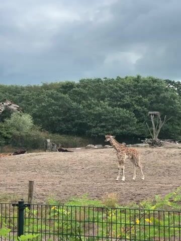 A giraffe and a baby giraffe are standing in an enclosure. The adult giraffe is walking to the left. The baby giraffe is standing still. The enclosure is made of dirt and has some scattered vegetation. In the background, there are trees and a cloudy sky. There is a fence in the foreground.