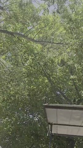 The video shows a person standing next to a canopy in an outdoor setting. The person is partially visible from the shoulders down, wearing a light-colored shirt. The canopy is white and appears to be supported by a frame. Lush green trees with full foliage are visible in the background, with sunlight filtering through the leaves. The sky is also visible, appearing bright. The camera angle is from below, looking up towards the trees and the canopy.