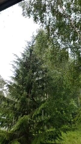 The video shows a close-up, downward-angled view of pine and birch trees during a rainstorm. Raindrops are visible streaking through the air and accumulating on the branches. The sky is overcast. The camera is positioned behind a window or similar barrier, as evidenced by the dark frame at the top of the image.