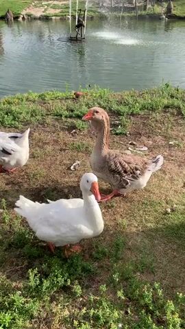 This video begins with a shot of three geese near a body of water with a fountain in the background. One goose is white and facing left, another is a mix of white and brown and is facing forward, and the third is white and lying down in the foreground. The camera then pans to the left to reveal more geese and a bird feeder attached to a wooden pole. A person is then seen walking into the frame from the left, holding a brown object, possibly food, and approaching the geese. The person stops near the fence and the geese gather around, looking at the person and the object. The video ends with a shot of two geese by the fence, with the person and the object visible in the background.