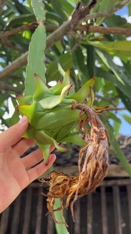 The video showcases a dragon fruit plant. In the initial shot, a hand holds a green dragon fruit, still maturing on the plant, showing its unique spiky exterior. The camera then pans upwards to reveal the full extent of the plant, which is covered in long, green stems intertwined with the branches and leaves of another tree. A few ripe, red dragon fruits are visible among the foliage, contrasting against the blue sky. A power line is also partially visible in the background, cutting across the sky.