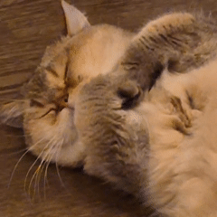 Tabby cat fully zoned out on a wooden floor in Kemerovo