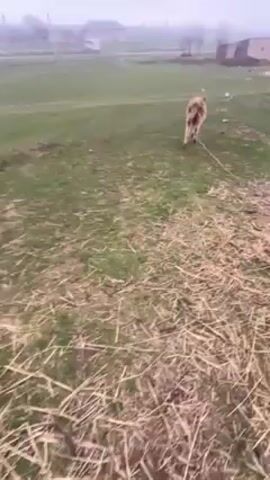 The video depicts a grassy field on a foggy day. A dog initially runs across the field away from the camera. The camera then pans across the field, showing sparse vegetation and a few structures in the distance obscured by the fog. A mound of reddish-brown earth is also visible in the middle of the field. Overhead power lines run across the sky.