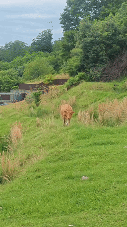 Rural morning scenes captured in Ldzaa, Abkhazia village