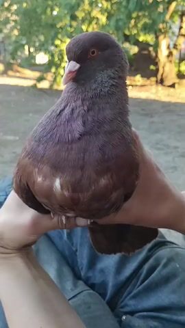 A close-up shot focuses on a brown pigeon with purple-tinged feathers on its neck and chest, held in a person's hands. The pigeon has dark eyes and a light-colored beak. The person holding the pigeon is wearing blue jeans. The background is blurred, showing greenery and trees, suggesting an outdoor setting. The lighting indicates it is daytime, possibly late afternoon or early morning due to the warm tones. The pigeon is stationary, looking slightly to its left.