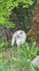 Cat spotted walking through garden in Coquitlam