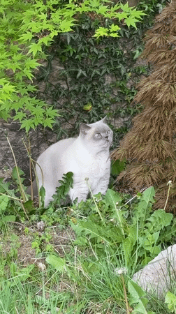 Cat spotted walking through garden in Coquitlam