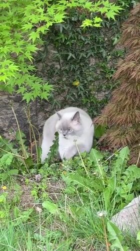 Cat spotted walking through garden in Coquitlam
