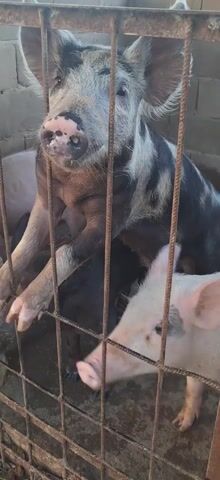 A close-up shot shows several pigs in a small pen made of iron bars. The main pig in the frame is standing on its hind legs, pushing its front legs against the bars of the pen, looking directly at the camera. The pig has a mottled gray and black coat, and its snout is pink with some dark spots. Another pig, mostly white, is partially visible at the bottom right corner of the frame, also looking towards the camera. In the background, through the bars, the hindquarters of another pig can be seen. The pen is in a concrete structure, possibly a barn, with cinder blocks forming the walls. The lighting appears to be bright daylight.