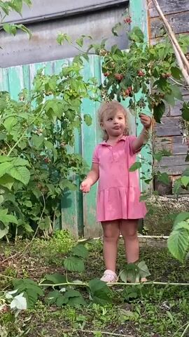 A young girl with blonde curly hair and a pink dress stands in a garden, reaching for raspberries on a bush. She is wearing pink sandals. The garden is overgrown with green plants and weeds, and a weathered wooden fence with peeling green paint is visible in the background. The scene appears to be set during the day, with natural light illuminating the area. The girl's expression is curious and engaged as she examines the berries. The overall atmosphere is one of simple, outdoor activity in a rural setting, likely in a backyard or garden area. The location context provided is Pesnevo, Russia.