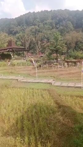 The video displays a rural landscape with lush green rice paddies in the foreground. A paved walkway winds through the paddies, leading to a more developed area with a traditional gazebo, various small structures, and fenced-off sections. In the background, a densely wooded hill rises, covered in a variety of trees. The sky is partly cloudy, suggesting daytime. There are no people visible in the footage.