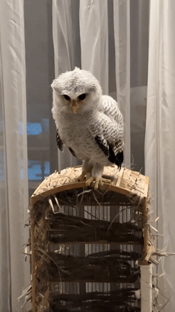 Owls and a falcon at a Bali keeping setup