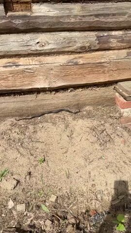 The video shows a black snake moving along the ground next to the base of a wooden log cabin. The snake is relatively thin and moves in a sinuous manner across the sandy soil and sparse patches of greenery. The cabin wall consists of stacked, weathered wooden logs, and the ground near the wall is a mix of sand, small plants, and debris. There are also a few bricks stacked near the corner of the cabin wall. The lighting suggests it is daytime.