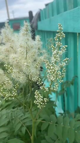 The video shows a close-up of white flowers with small buds on their stems. A bumblebee is visible on one of the flowers, and a green beetle is on another. In the background, a light blue wooden fence is visible, along with some green foliage and a person walking away from the camera. The sky is cloudy. The video appears to be filmed outdoors in a garden or yard setting.