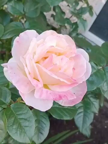 The video shows a close-up of a light pink and yellow rose with streaks of darker pink. The rose is surrounded by green leaves. The camera then pans out to show the rose bush in a garden setting. There are other roses on the bush, and some of them are also visible in the background. The ground is covered in mulch and some green foliage.