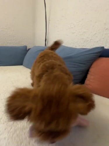 Brown poodle plays and rests in Sutomore home