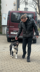 Person in leather jacket plays with dog in Riga