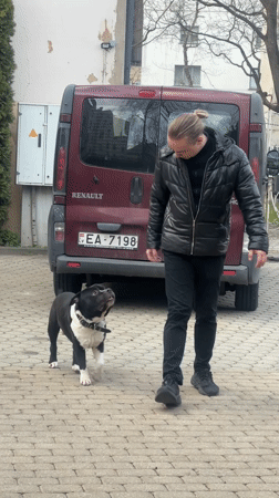 Person in leather jacket plays with dog in Riga