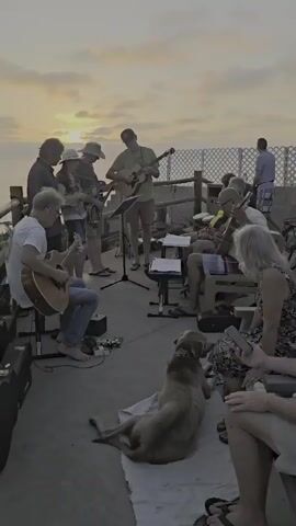 A group of people are gathered outdoors, possibly on a deck overlooking the ocean, as indicated by the water and sky in the background. The sun is setting, casting a warm glow. Several individuals are playing musical instruments, including guitars and what appears to be a banjo or mandolin. One person is standing and singing while playing a guitar. Another person is seated, also playing a guitar. A dog is lying down on a blanket in the foreground, seemingly observing the musicians. The overall atmosphere appears relaxed and informal, suggesting a casual jam session. There are chairs, music stands with sheet music, and instrument cases scattered around the area. In the far background, another person is standing near a railing.