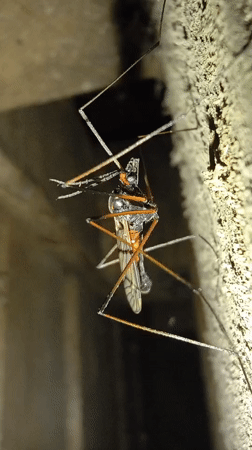 Macro insect and spider photography in a Russian backyard setting