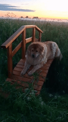 Dog resting on wooden bridge in misty Russian countryside