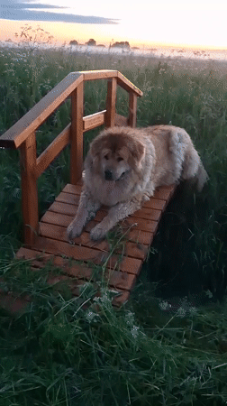 Dog resting on wooden bridge in misty Russian countryside