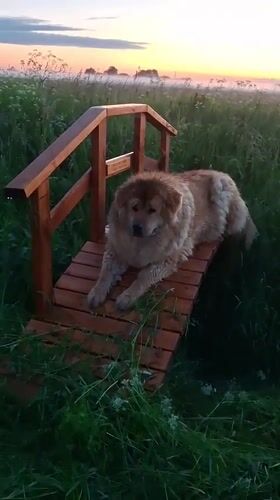 Dog resting on wooden bridge in misty Russian countryside