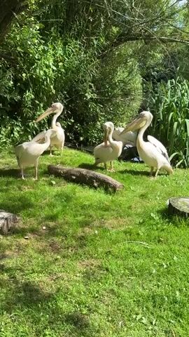Five white pelicans stand on a grassy area with a wooded background. A fallen log lies in the foreground. The pelicans are mostly stationary, with some appearing to preen or look around. The video is shot in daylight.