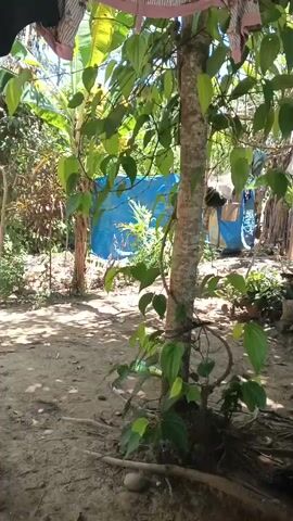 A video shows a tree with leaves and a vine wrapped around it. There is ground and dirt around the tree. In the background, there are banana trees and a blue tarp. There are also some clothes hanging on a line above the tree. The overall scene appears to be outdoors in a tropical or subtropical environment.