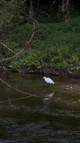A white egret stands in shallow water near the bank of a stream. The water is dark and murky, reflecting the bird’s silhouette. Green vegetation covers the bank behind the egret. There are branches from trees hanging over the water.