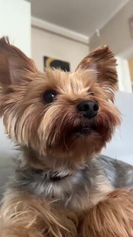 A close-up shot of a small Yorkshire Terrier dog is captured. The dog is lying down, likely on a couch, with its head facing forward and slightly upwards. Its ears are perked up and facing outwards. The dog's fur is a mix of tan and gray. Its eyes are dark and alert, and its nose is black. The dog's mouth is slightly open, with its tongue visible. The background is blurred but suggests an indoor environment, possibly a living room, with a light-colored wall and a glimpse of artwork. The lighting is soft and natural, highlighting the dog's features.