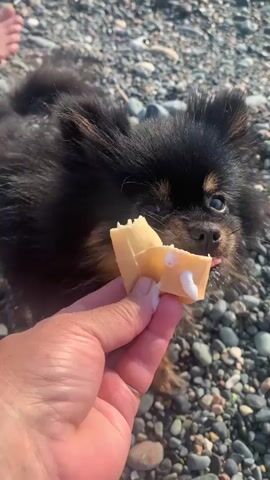 A close-up shot captures a fluffy black and tan Pomeranian dog being fed a piece of a broken waffle cone topped with white cream. The dog is looking directly at the camera with its tongue extended, licking the cream and waffle. A person's hand is holding the treat for the dog. The background is a blurred expanse of grey and brown pebbles, suggesting an outdoor environment like a beach or rocky shore. The lighting is bright, indicating daytime.