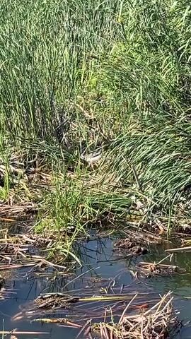 The video shows a close-up view of a marshy area with tall green reeds growing along the bank. The water at the edge of the bank is murky and filled with dead reeds and debris. The sunlight is bright, casting shadows on the reeds. There are no people or animals visible in the frame. The camera is held steady, providing a static shot of the environment. The overall impression is one of a natural, undisturbed wetland.
