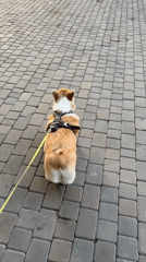 Corgi walks on leash through Krasnoyarsk sidewalk