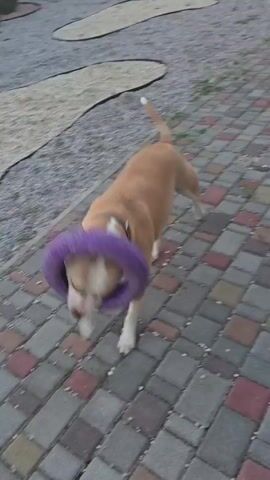 A tan and white dog with a black collar is playing with a purple ring toy on a paved patio. The dog is in motion, its body angled as it mouths the toy. The setting appears to be an outdoor area with a fence and some greenery in the background. The time of day seems to be overcast or late afternoon, as the lighting is soft. There is no visible text in the video.