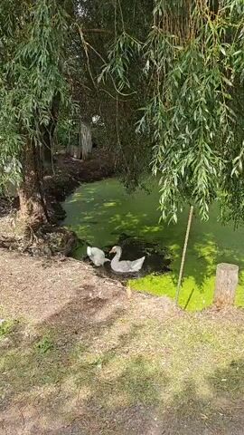 A white goose stands on the bank of a murky pond covered in green algae. It dips its head into the water, near a second goose which is partially submerged in the pond. The second goose is grey and white and is facing away from the camera. Both geese have orange beaks. A small fluffy chick is visible near the white goose on the bank. The pond is shaded by the branches of a large tree with long, drooping leaves. The ground around the pond is covered in dirt and fallen leaves.