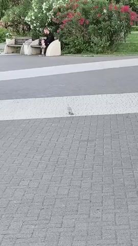 A person is sitting on a bench in a park, possibly feeding a bird. The bird is on the ground in front of the bench. There is a railing and a paved walkway in the foreground. The environment appears to be outdoors.