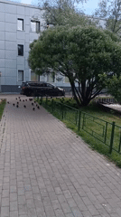 Pigeons and ruddy shelducks share a quiet urban park pond