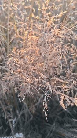 Golden hour across dry wheat fields in rural Belarus