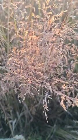 The video shows a close-up view of dried grass and wheat stalks swaying gently in the breeze. The sun is setting in the background, casting a warm, golden light over the field. The camera slowly pans out, revealing more of the expansive field stretching towards the horizon. The overall impression is one of peacefulness and natural beauty.