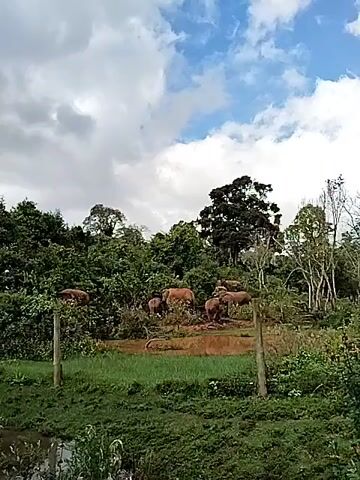 The video shows a group of elephants gathered on a muddy patch of ground, framed by lush green vegetation and trees.  The sky above is partly cloudy with patches of blue.  A simple wooden fence line is visible in the foreground, separating the viewer from the area where the elephants are. The elephants appear to be foraging or interacting with the mud. The environment suggests a natural habitat or a protected area for elephants.