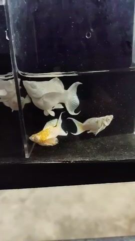 The video shows four small fish in a clear plastic tank. The tank appears to be divided into at least two sections by a clear partition. The background of the tank is black, and the bottom is dark. The fish are white, gold, and pale blue. One white fish is large with a prominent dorsal fin. A gold and white fish is positioned beneath it. Another white fish with a pale blue tail swims in the background. A fourth fish, mostly white with some pale blue markings on its tail, swims in the upper right section of the tank. The fish are all moving within their aquatic environment.