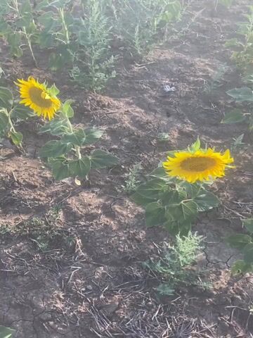 A field of sunflowers is visible. The sunflowers are yellow and have green stems and leaves. They are planted in rows. The ground is dry and cracked. There are some weeds growing in between the sunflowers. The sky is light blue and hazy. The video is taken from a low angle.