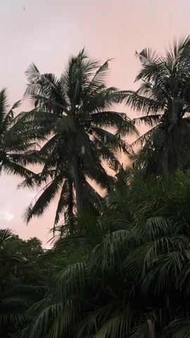 The video shows a view of palm trees against a dusky sky. The sky is a soft pinkish-orange color, suggesting it is either sunrise or sunset. The palm fronds are dark green and appear to be swaying slightly, possibly due to a breeze. There are several palm trees visible, with some in the foreground and others further back, creating a layered effect. The overall impression is one of a tropical or subtropical environment. There are no people or specific objects of note visible in the frame.