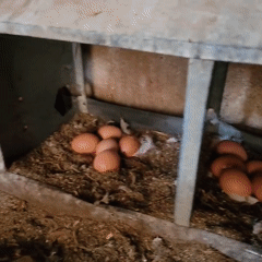 Domestic scenes captured: chicken coop, appliances documented May 21