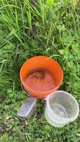 The video shows an orange bucket filled with murky water and several small fish. Next to the orange bucket are two clear plastic containers, one empty and the other with a mesh lid containing some debris. The buckets and containers are situated on the ground amidst green grass and foliage. The camera perspective is from above, looking down at the scene.