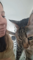 Woman plays with tabby cat in afternoon Ramat Gan session