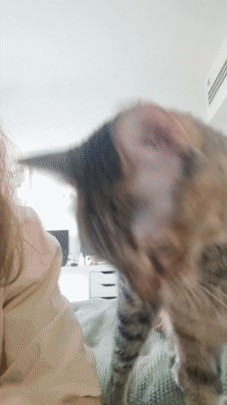 Woman plays with tabby cat in afternoon Ramat Gan session