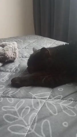 The video shows three cats sleeping on a bed covered with a gray blanket. The initial shot focuses on a black cat lying on its side with its paw extended. The camera then shifts to reveal an orange tabby cat lying next to a black and white cat, all sleeping peacefully. Finally, the camera shows a long-haired orange cat, with its back to the camera, observing something out of the frame. The environment consists of a simple room with a light-colored wall and gray curtains in the background.